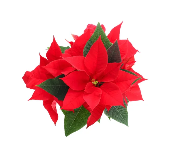 Різдвяна Квітка Пуансетія Білому Тлі — стокове фото