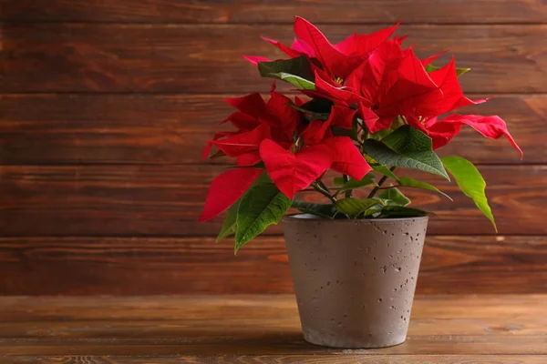 Poinsettia Fiori Natale Tavolo Legno — Foto Stock