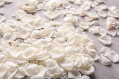 Gri arka plan üzerinde beyaz gül yaprakları