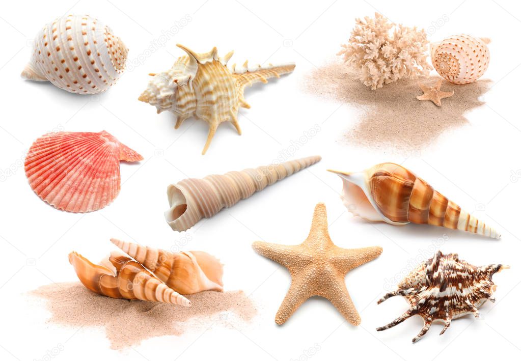 Different seashells with starfishes and coral on white background
