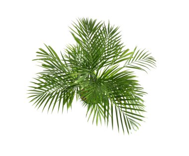 Beyaz arka plan üzerinde dekoratif Areca palm
