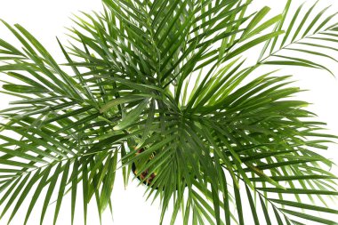 Beyaz arka plan üzerinde dekoratif Areca palm