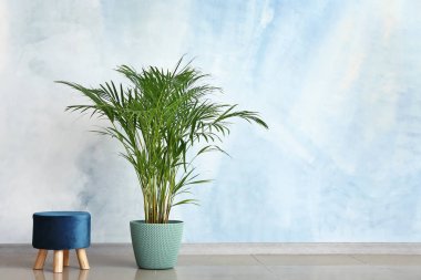 Dekoratif Areca hurma ile Osmanlı renk duvarının yakınında