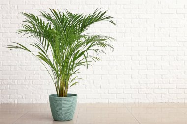 Dekoratif Areca palm yakınındaki beyaz tuğla duvar