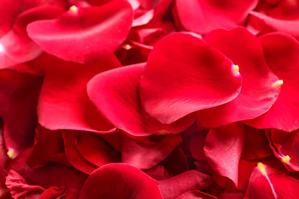 Beaucoup Pétales Rose Rouge Gros Plan — Photo