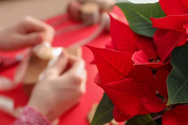 Christmas Flower Poinsettia Closeup — Stock Photo, Image