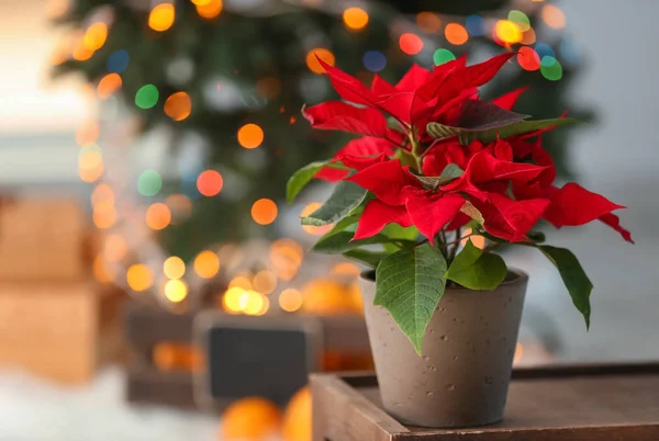 Christmas Flower Poinsettia Wooden Table Room — Stock Photo, Image