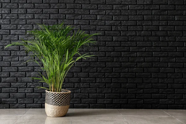 Decorative Areca Palm Dark Brick Wall — Stock Photo, Image