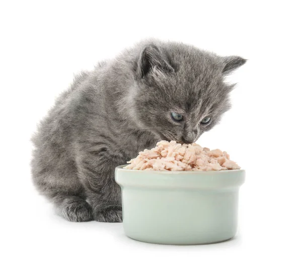 Cute Little Kitten Eating Bowl White Background — Stock Photo, Image