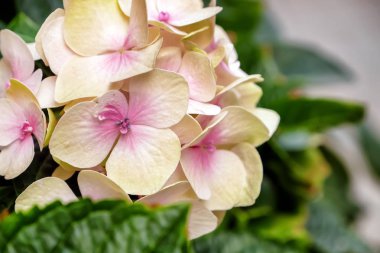 Güzel çiçekler, closeup görünümü