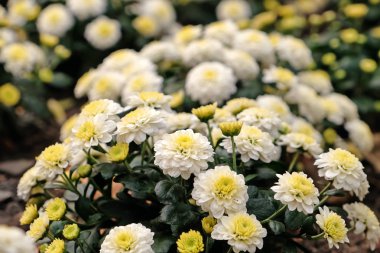 Güzel kasımpatı çiçekleri, portre