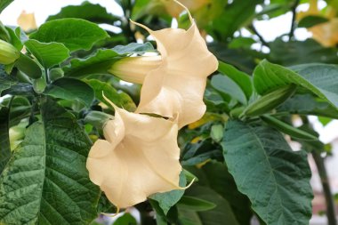 Güzel tatula çiçek portre