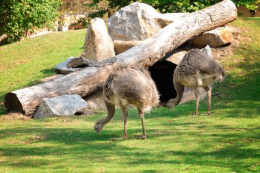 Hayvanat bahçesi içinde şirin nandu deve kuşları