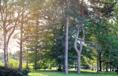 Güneşli güzel yeşil park