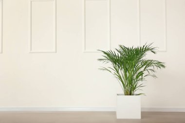 Dekoratif Areca palm ışık duvarının yakınında