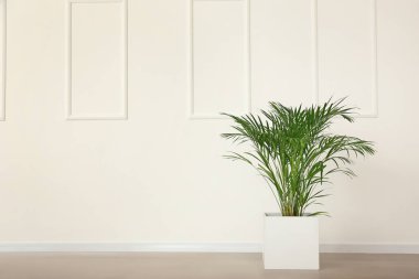 Decorative Areca palm near light wall clipart