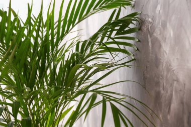 Dekoratif Areca palm gri duvarının yakınında