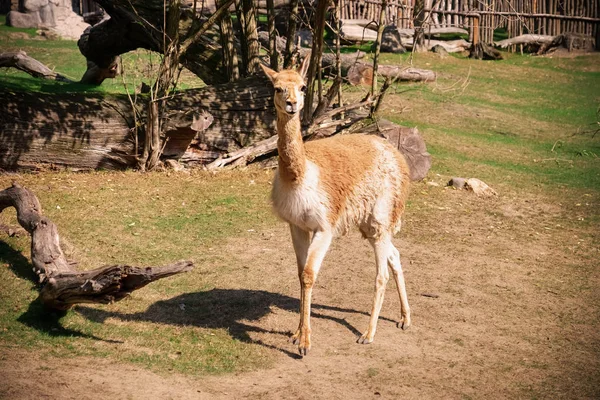 Niedliches Lama Zoologischen Garten — Stockfoto