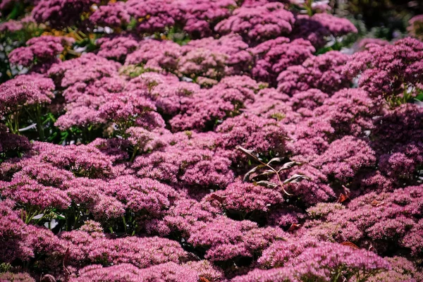 ピンクの花の美しい植物 — ストック写真