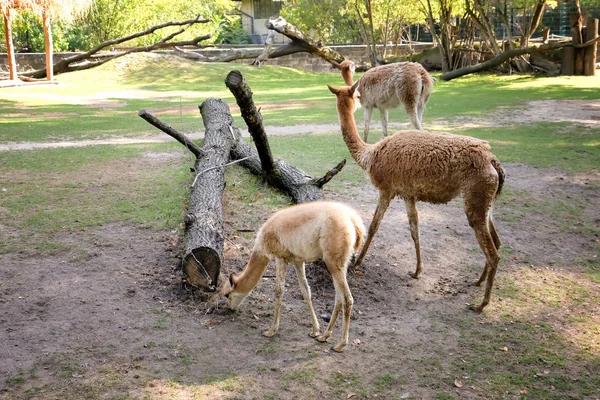 Niedliche Lamas Zoologischen Garten — Stockfoto