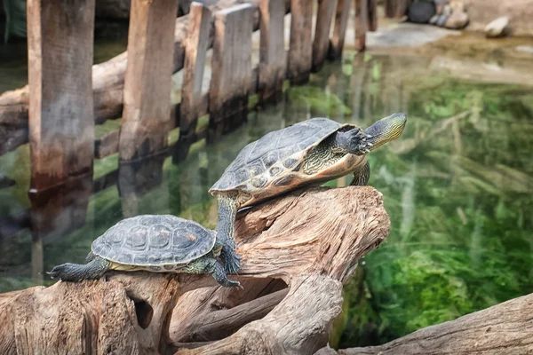 Cute Turtles Zoological Garden — Stock Photo, Image