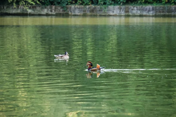 Cute Ducks Swimming Pond — Stock Photo, Image