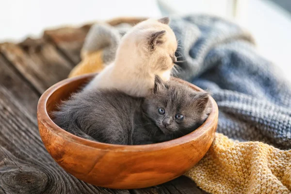 Niedliche Kleine Kätzchen Schale — Stockfoto