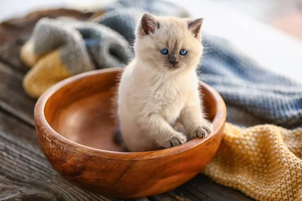 Симпатичный Маленький Котенок Миске — стоковое фото