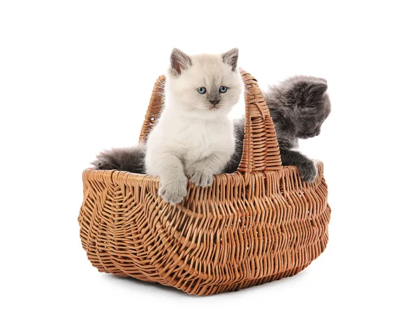 Śliczne Małe Kocięta Wiklinowym Koszu Białym Tle — Zdjęcie stockowe