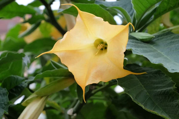 Beautiful Datura Flower Closeup — Stock Photo, Image
