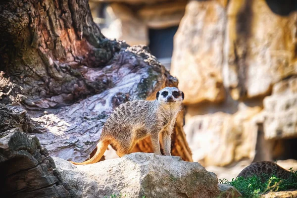 Cute meerkat in zoological garden