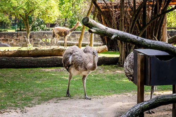 Niedlicher Nandu Strauß Zoologischen Garten — Stockfoto