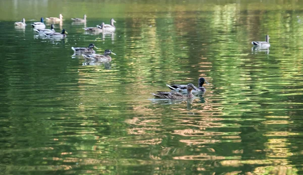 Cute Ducks Swimming Pond — Stock Photo, Image