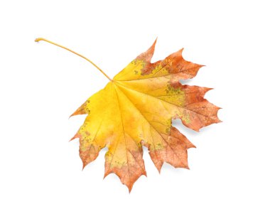 Beyaz arka plan üzerinde renk sonbahar yaprak