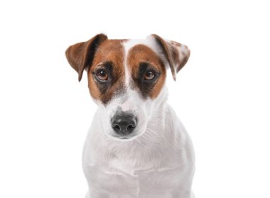 Beyaz arka planda sevimli komik bir köpek.