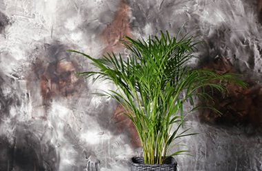 Dekoratif Areca palm renk duvarının yakınında