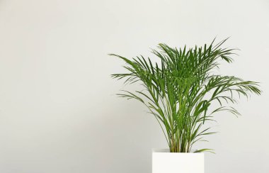 Açık renkli dekoratif Areca Palm'da