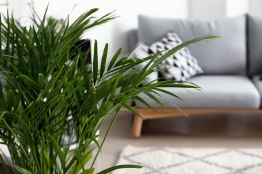 Oda İç dekoratif Areca avucunda