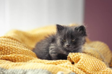 Yumuşak ekose evde üzerinde sevimli kedicik