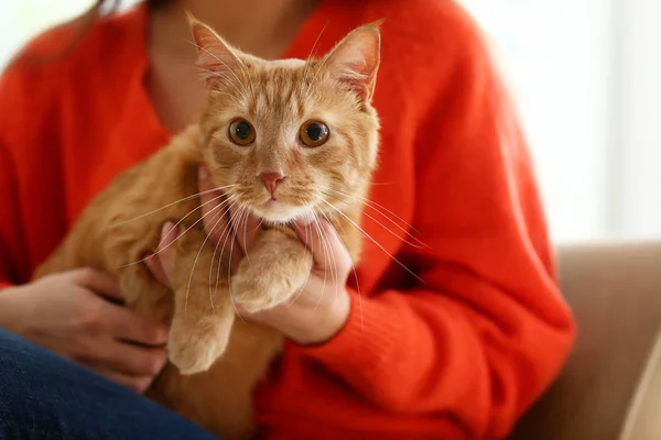 Cute Red Cat Owner Home — Stock Photo, Image