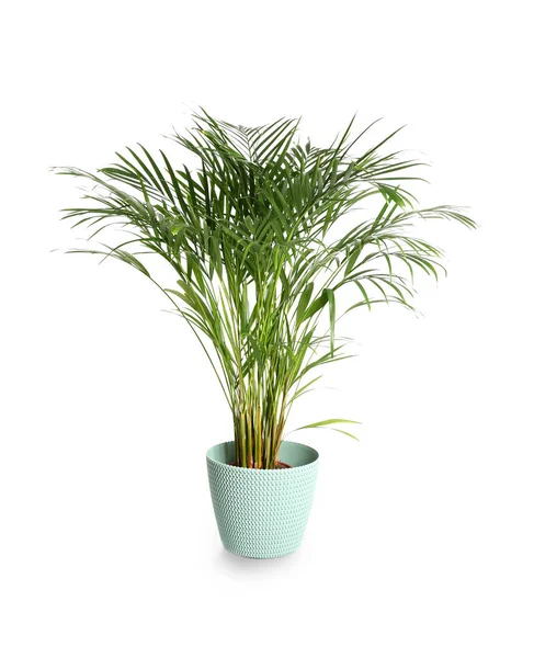 Dekorativa Areca Palm Vit Bakgrund — Stockfoto