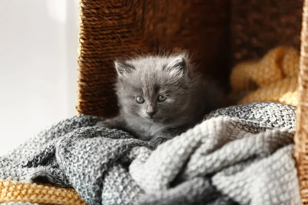 Cute Little Kitten Soft Plaid Wicker Box — Stock Photo, Image