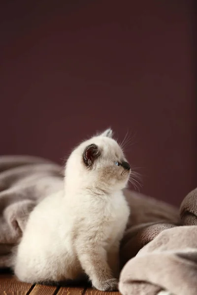 Gatinho Bonito Com Xadrez Macio Fundo Cor — Fotografia de Stock