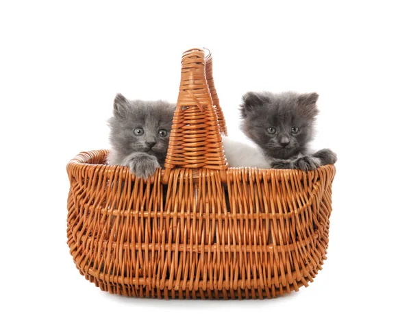 Cute Little Kittens Wicker Basket White Background — Stock Photo, Image