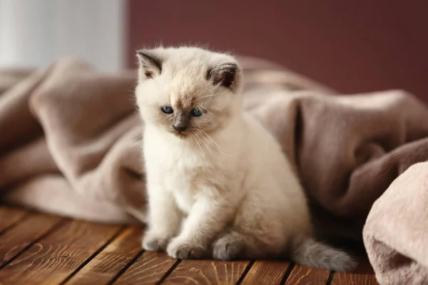 Gatinho Bonito Com Xadrez Macio Casa — Fotografia de Stock