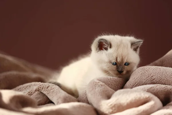 Gatinho Bonito Xadrez Macio — Fotografia de Stock