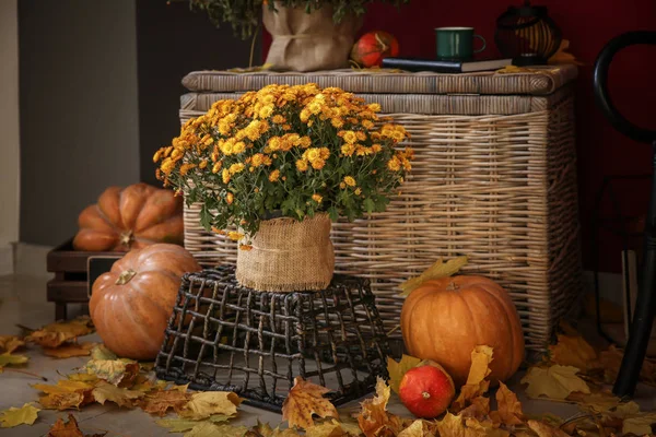 Schöne Chrysanthemenblüten Mit Kürbissen Und Herbstblättern Zimmer — Stockfoto