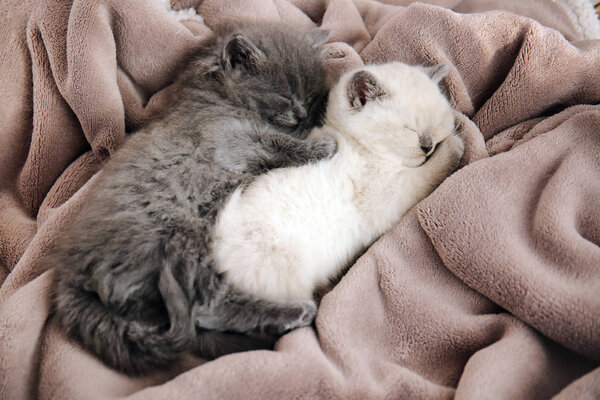 Cute little kittens sleeping on soft plaid