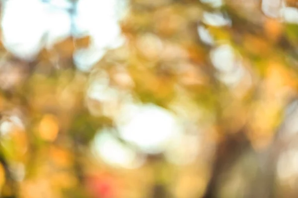 Blurred View Tree Autumn Park — Stock Photo, Image