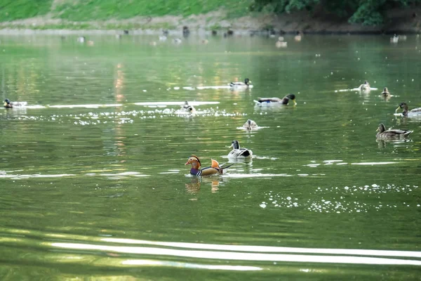 Cute Ducks Swimming Pond — Stock Photo, Image